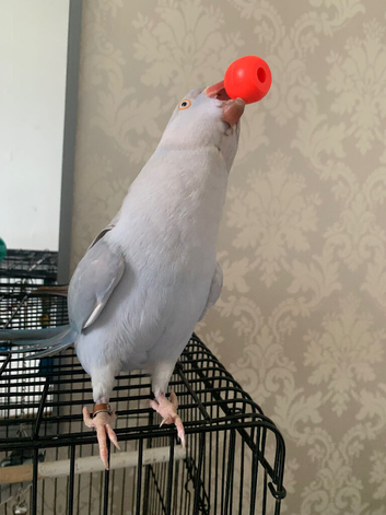 Hand reared Blue Ice super friendly Ringneck