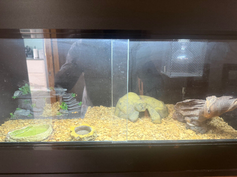 4 year old fat tailed gecko and vivarium
