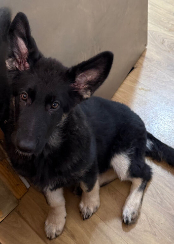 Last girl kcreg reduced further to sell from health tested parents