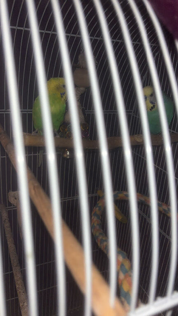 Budgies for sale
