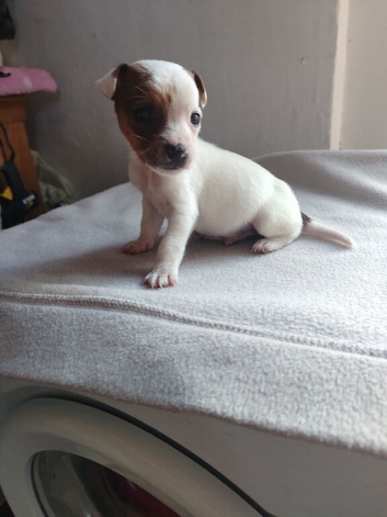 Jack Russell puppies