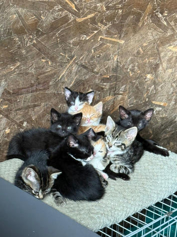Kittens for sale
