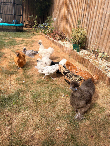 Silkie hens and polish hens