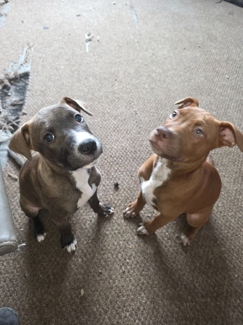 Beautiful Mixed Breed Puppies - only 2 girls left