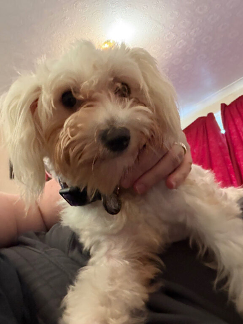 Anna bichon frise