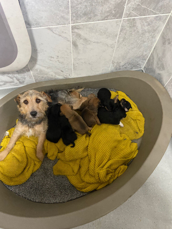 Lakeland / fell terrier x Patterdale