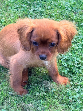 Beautiful Cavalier King Charles puppies