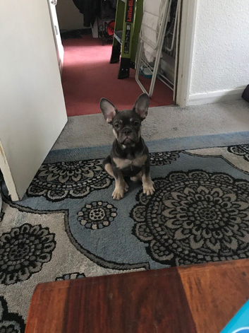 Female French Bulldog