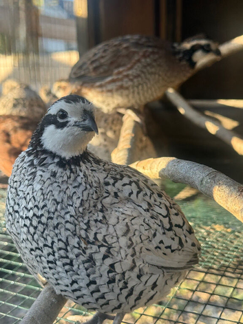 Bobwhite Quail Pairs For Sale Varying Colours
