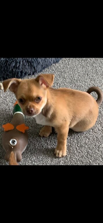 Chihuahua little boy