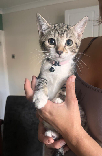 11 week old female kitten