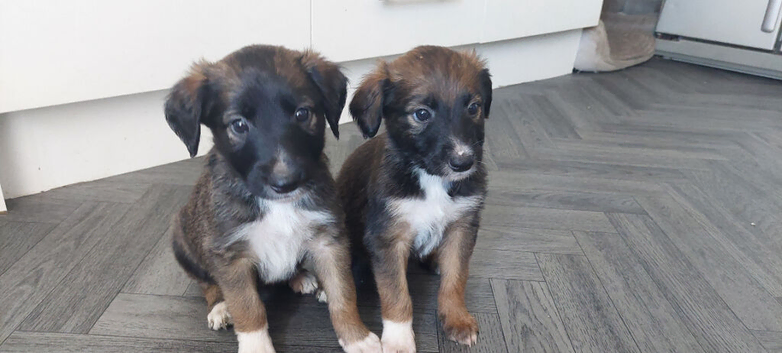 Gorgeous Lurcher puppies Greyhound cross