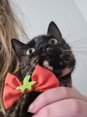 Female cat looking for Dog free home