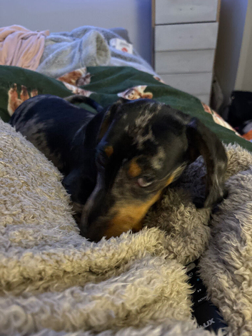 11 months old dachshund boy