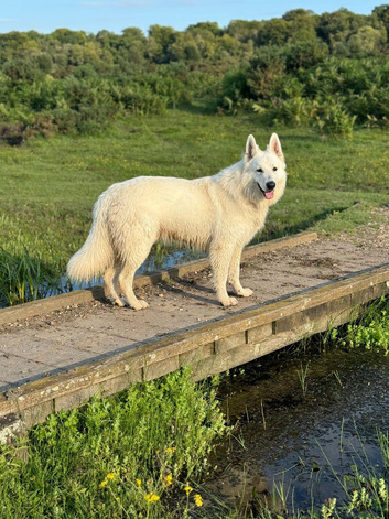 Proven - White German Shepherd Dog - at Stud