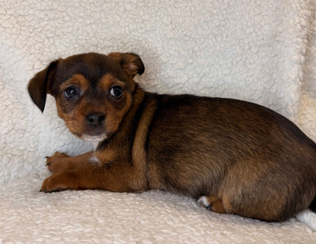 Last Girl Jack Russell x Terrier