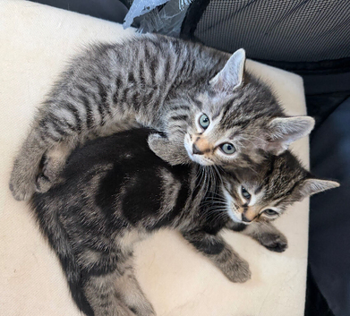2 boy tabby&rsquo;s