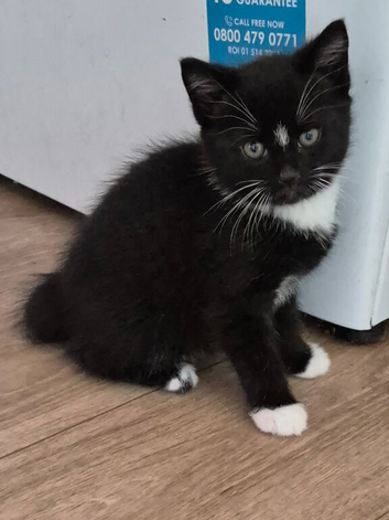 Gorgeous playful kittens