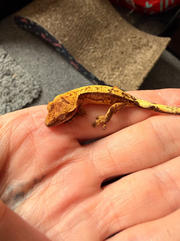 Baby crested geckos