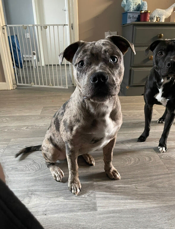2 year old ghost tri merle pocket bully cross