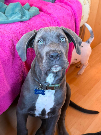 STUNNING BLUE & WHITE CANE CORSO PUPPY