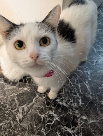 Kittens for homes