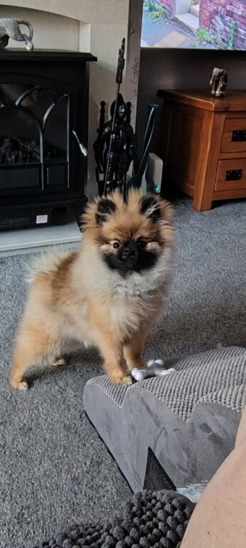 Pomeranian (sable) puppy