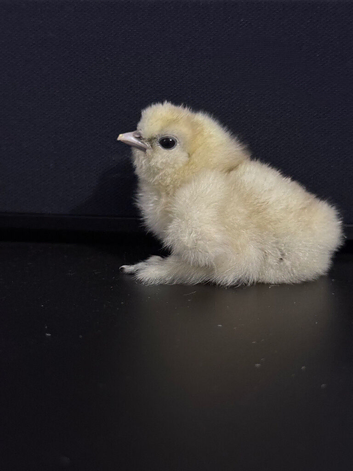 Chicks