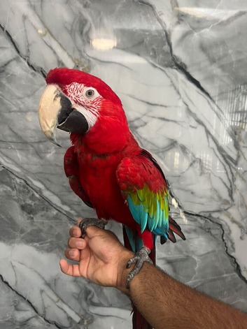 Friendly Super Tame Talking Greenwing Macaw Parrot,23