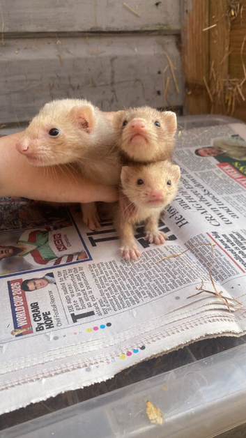 ferret kits