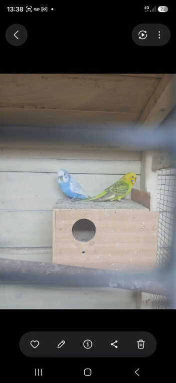 Pairs of budgies