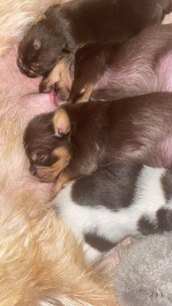 puppies