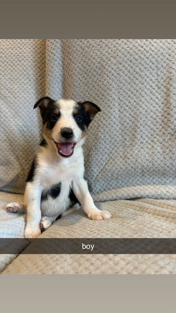 border collie puppies for sale
