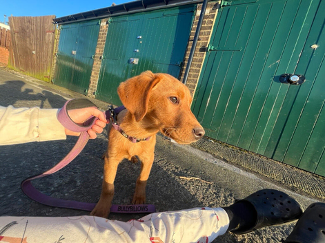 5 month old lab pup
