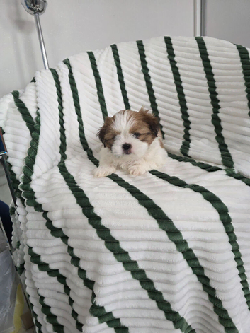 Shih tzu boy