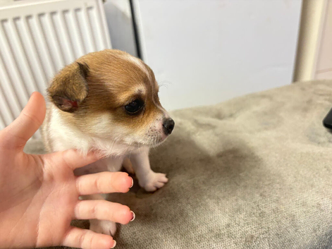Pamchi male 6 weeks old ready in 2 weeks