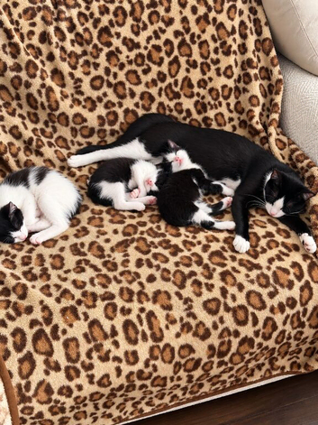 Kittens