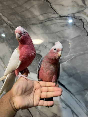 Stunning Baby HandReared Super Tame Cuddly Galah Cockatoo