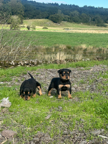 Male huntaway puppy