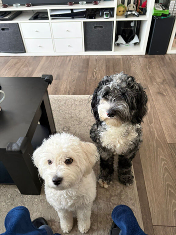Maltipoo/cockapoo fluffy balls...