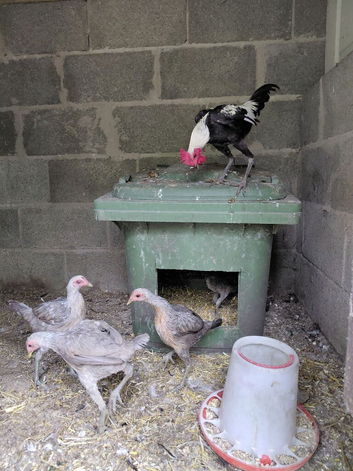 Modern game bantams