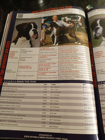 Champion  sired boxer puppy