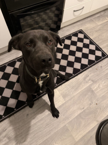 Pup in need of a home