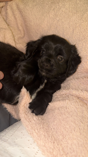 2 beautiful puppies