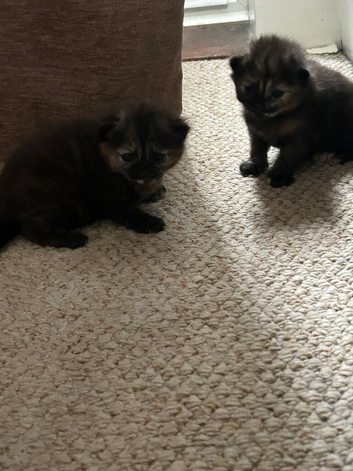 2 cute kittens