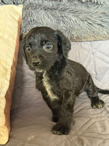 Cocker spaniel puppies