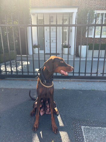 KC Registered European Dobermann Puppies | 91 Champions Behind the Parents