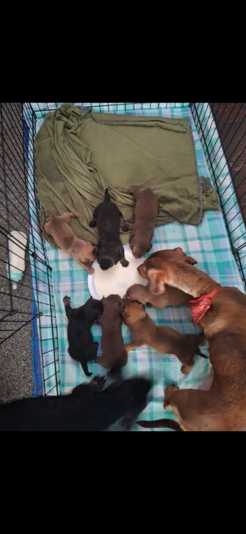 Dachshund puppies