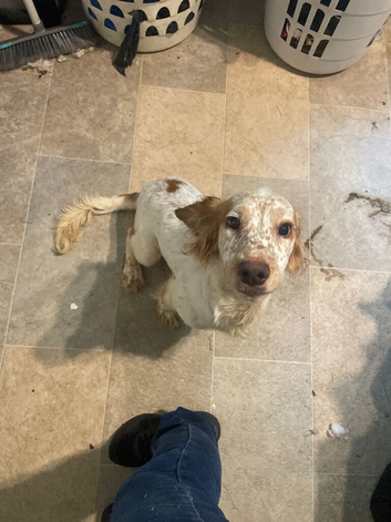 Enzo the working cocker spaniel