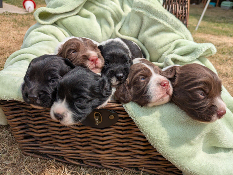 Traditional English Springer spaniel